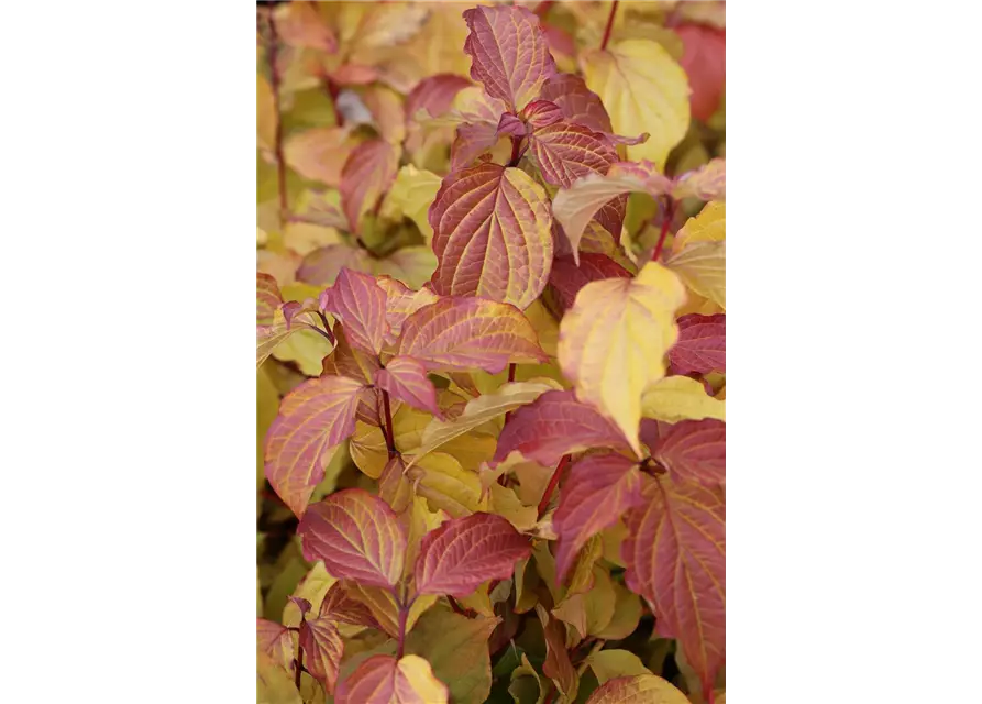 Cornus sanguinea 'Midwinter Fire'