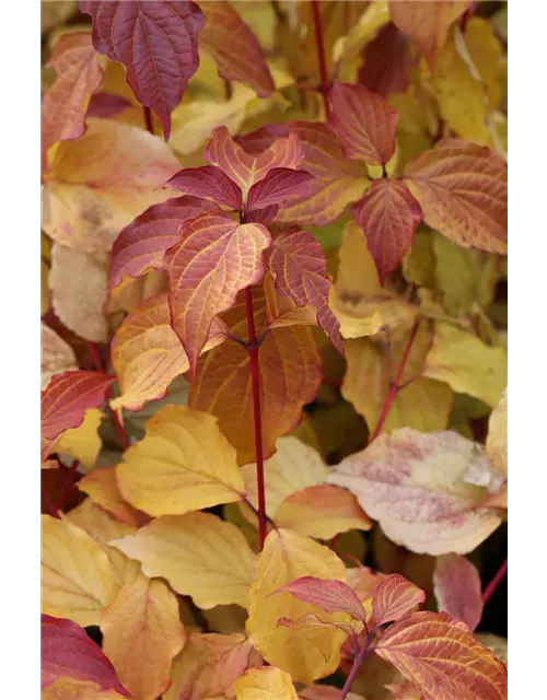 Cornus sanguinea 'Midwinter Fire'