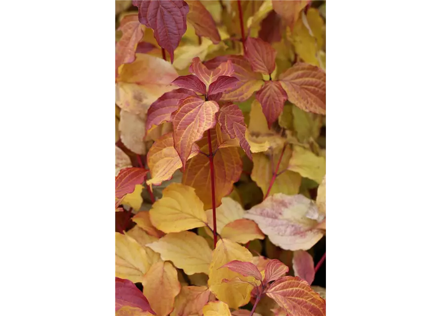 Cornus sanguinea 'Midwinter Fire'