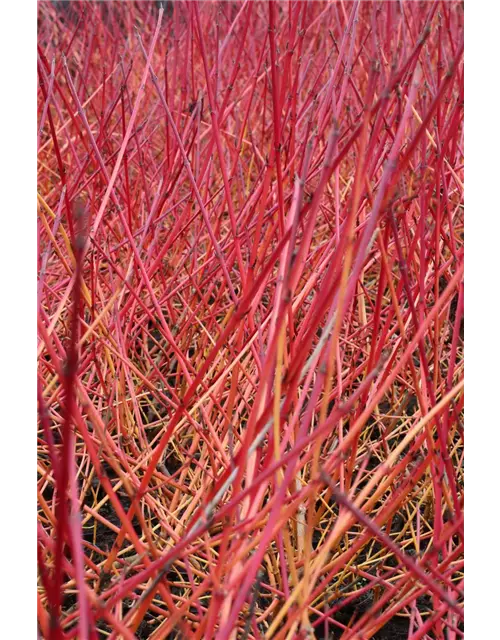 Cornus sanguinea 'Midwinter Fire'