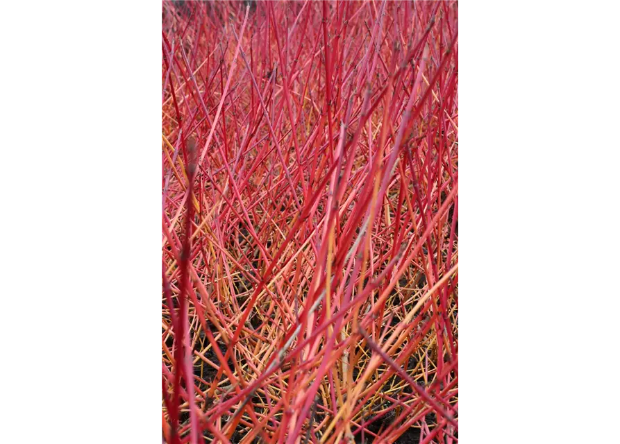 Cornus sanguinea 'Midwinter Fire'