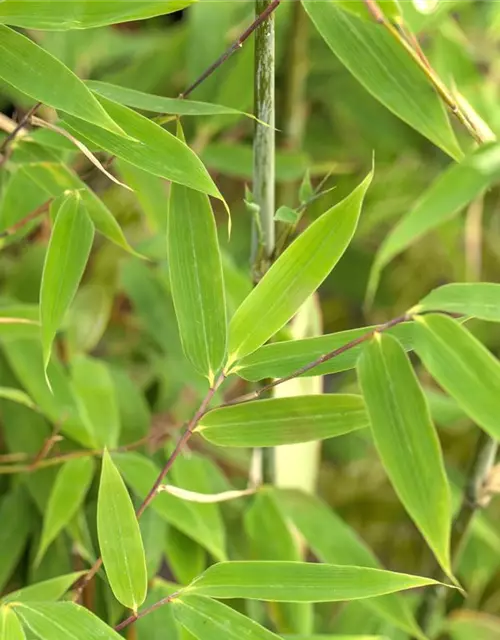 Fargesia murielae 'Maasai'®(S)