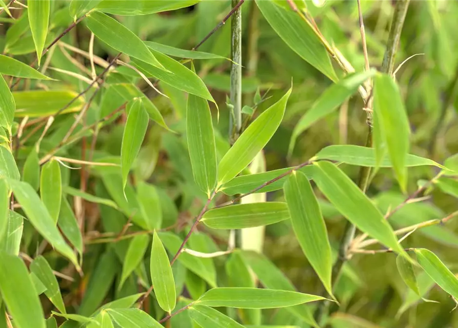 Fargesia murielae 'Maasai'®(S)