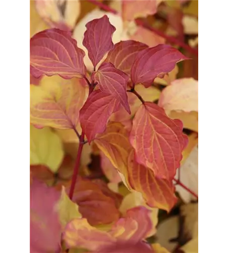 Cornus sanguinea 'Winter Beauty'