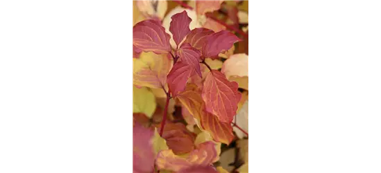 Cornus sanguinea 'Winter Beauty'