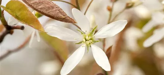 Amelanchier lamarckii