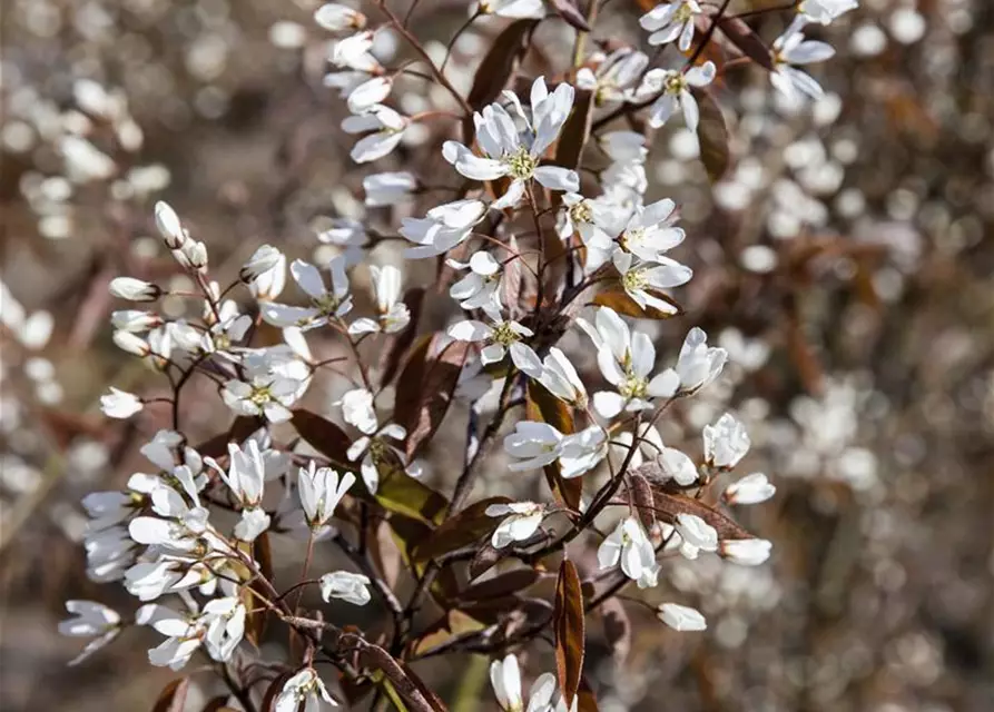 Amelanchier lamarckii