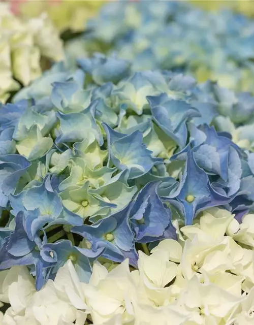 Hydrangea macrophylla 'Three Sisters'®