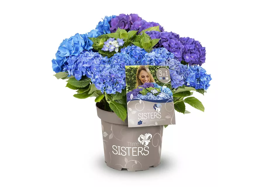 Hydrangea macrophylla 'Three Sisters'®