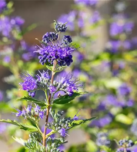 Caryopteris clandonensis 'Dark Knight'