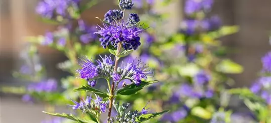 Caryopteris clandonensis 'Dark Knight'