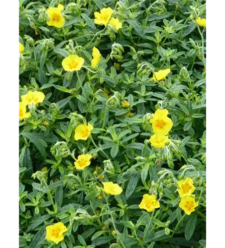 Helianthemum cultorum 'Golden Queen'