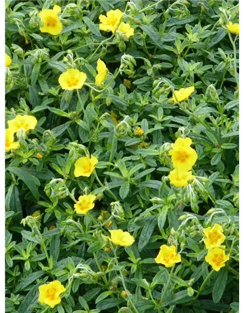 Helianthemum cultorum 'Golden Queen'