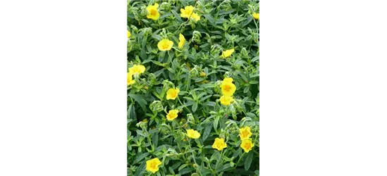 Helianthemum cultorum 'Golden Queen'