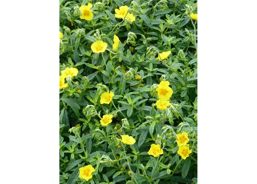 Helianthemum cultorum 'Golden Queen'