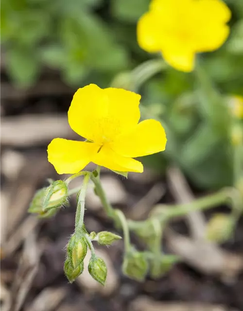 Helianthemum cultorum 'Golden Queen'