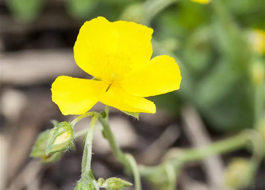 Helianthemum cultorum 'Golden Queen'