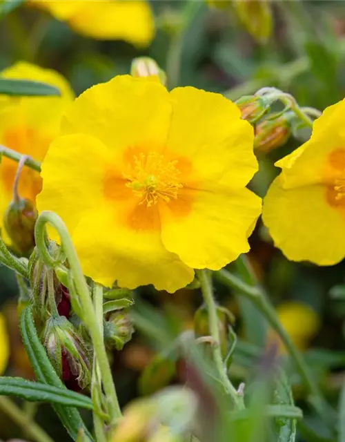 Helianthemum cultorum 'Golden Queen'