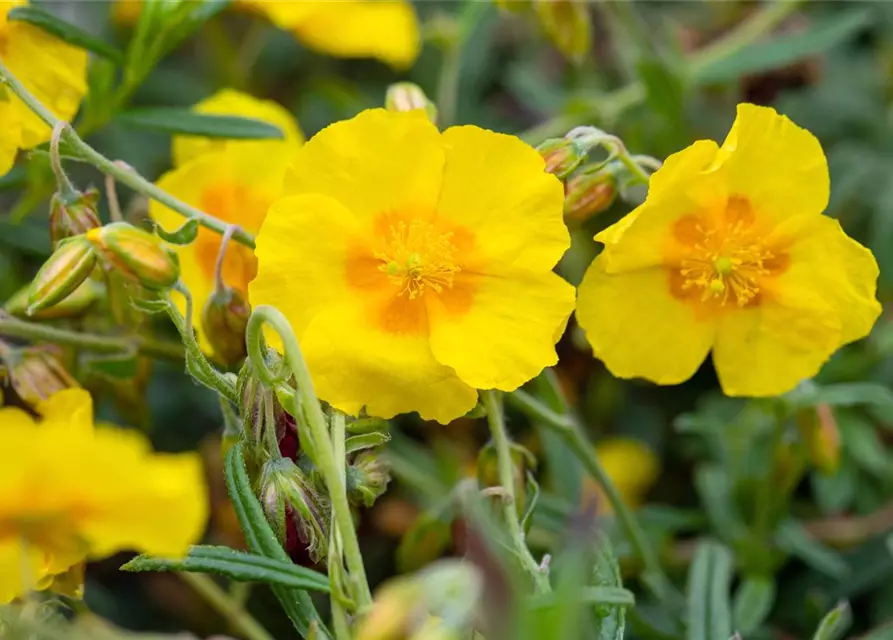 Helianthemum cultorum 'Golden Queen'