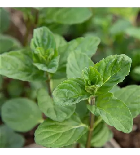 Mentha spicata 'Spearmint'