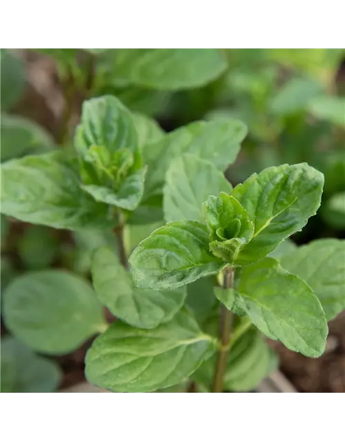 Mentha spicata 'Spearmint'