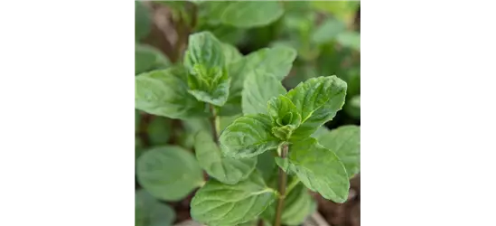 Mentha spicata 'Spearmint'