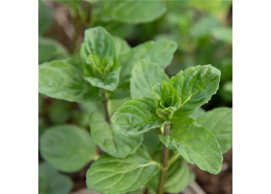 Mentha spicata 'Spearmint'