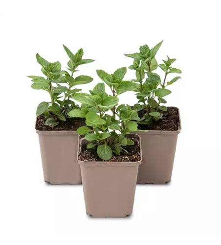 Mentha spicata Spearmint