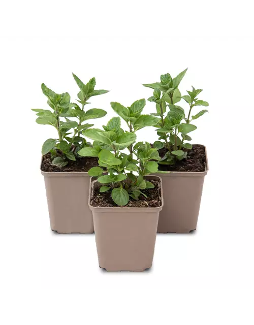 Mentha spicata Spearmint