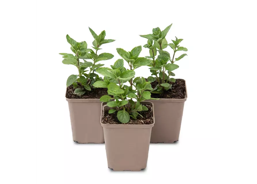 Mentha spicata Spearmint