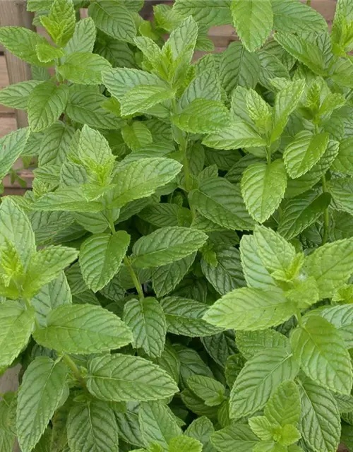 Mentha spicata 'Spearmint'