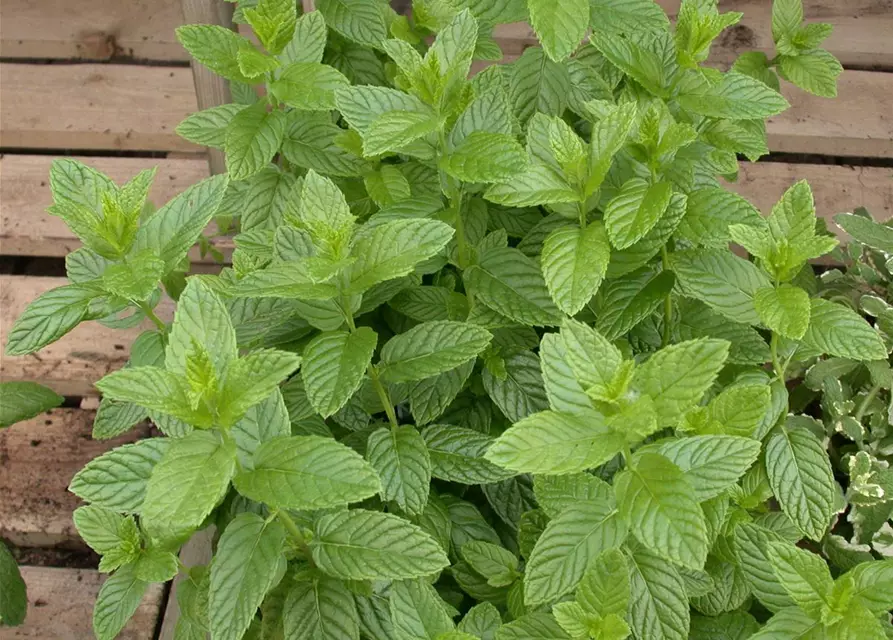 Mentha spicata 'Spearmint'