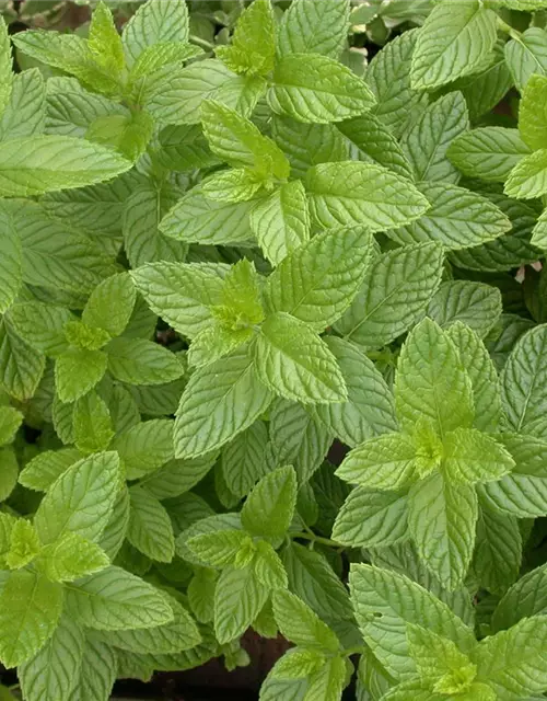 Mentha spicata 'Spearmint'