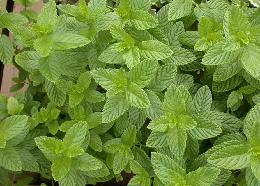 Mentha spicata 'Spearmint'