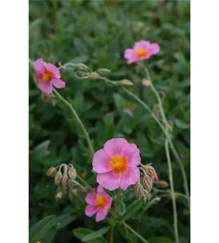 Helianthemum x cultorum 'Lawrensons Pink' 