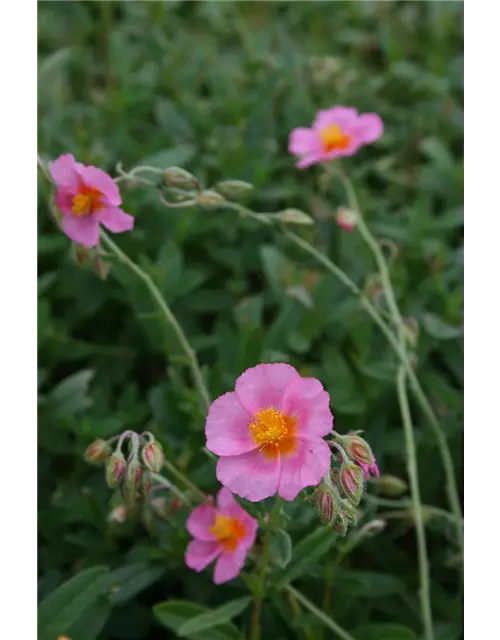 Helianthemum x cultorum 'Lawrensons Pink' 