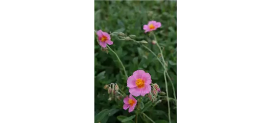 Helianthemum x cultorum 'Lawrensons Pink' 