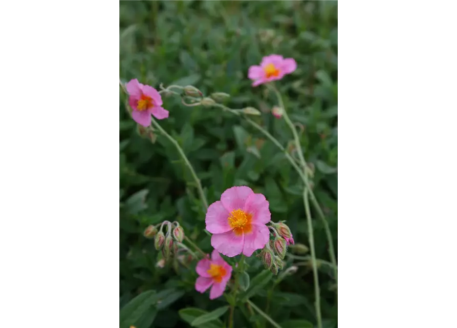 Helianthemum x cultorum 'Lawrensons Pink' 