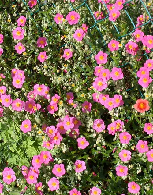 Helianthemum x cultorum 'Lawrensons Pink' 