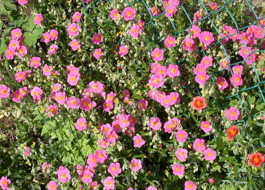 Helianthemum x cultorum 'Lawrensons Pink' 