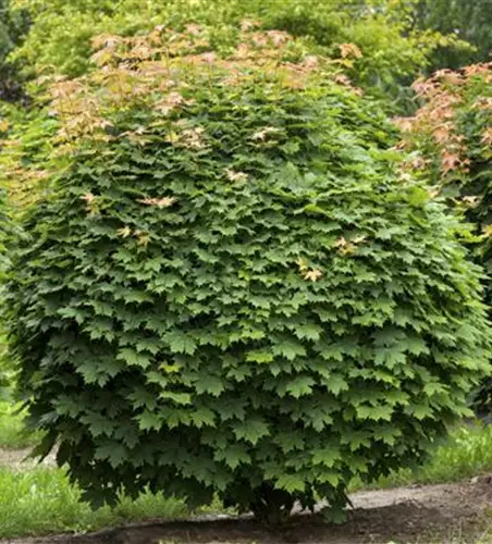 Acer platanoides 'Globosum'