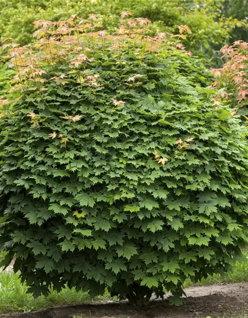 Acer platanoides 'Globosum'