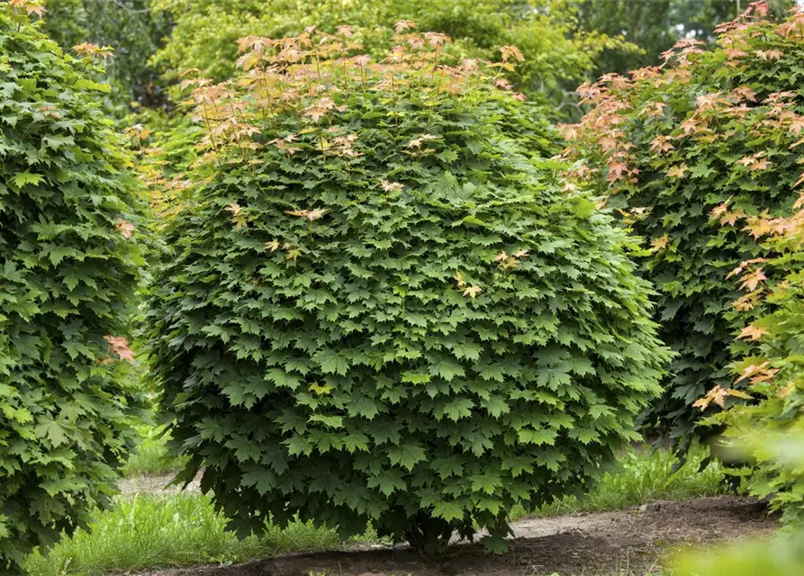 Acer platanoides 'Globosum'