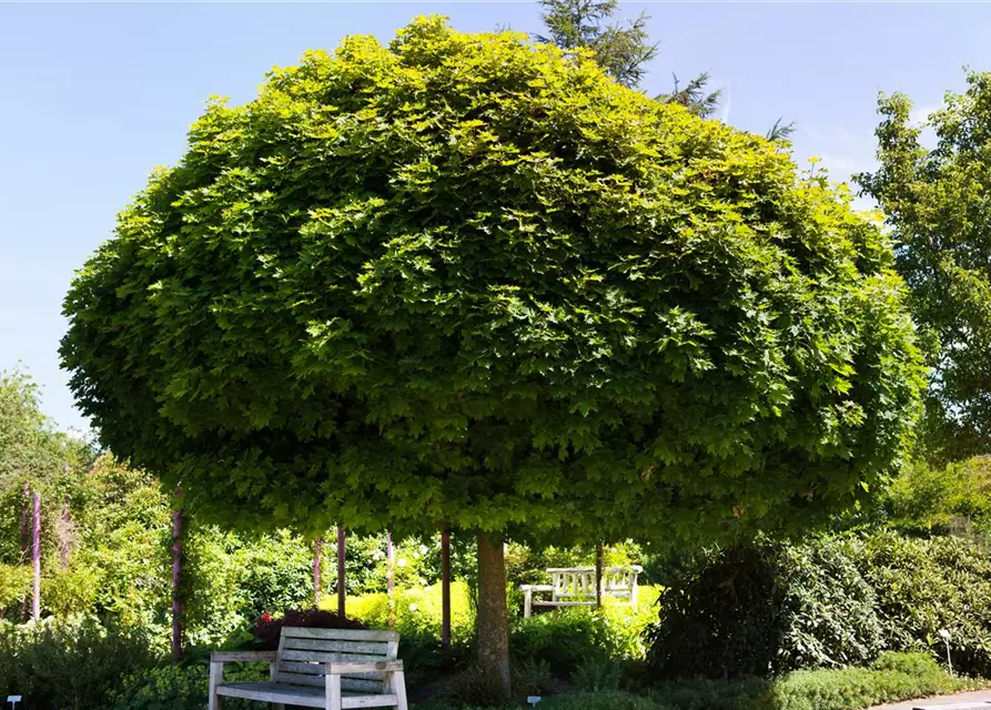 Acer platanoides 'Globosum'