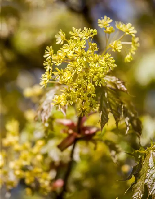 Acer platanoides 'Globosum'