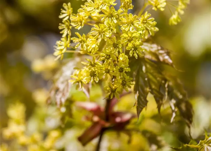 Acer platanoides 'Globosum'