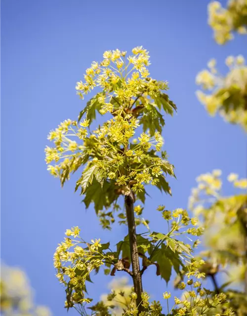 Acer platanoides 'Globosum'