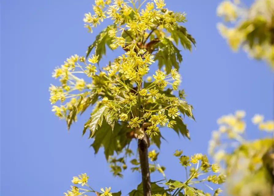 Acer platanoides 'Globosum'