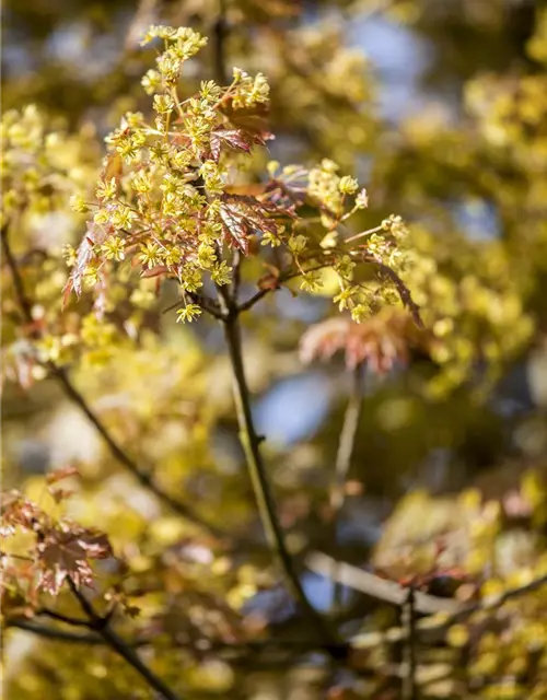 Acer platanoides 'Globosum'