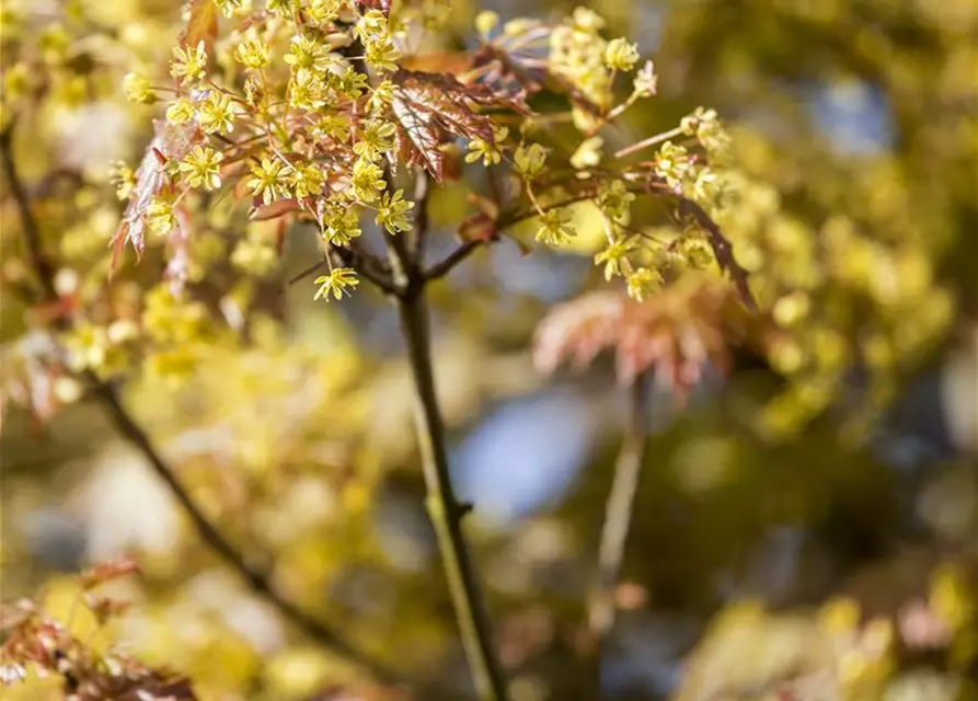 Acer platanoides 'Globosum'